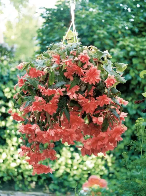 Begonia tuberhybrida F₁ Illumination® Salmon Pink