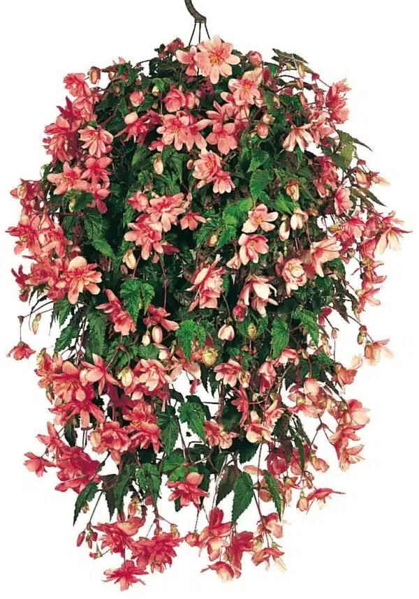 Begonia tuberhybrida F₁ Illumination® Salmon Pink - Afbeelding 2