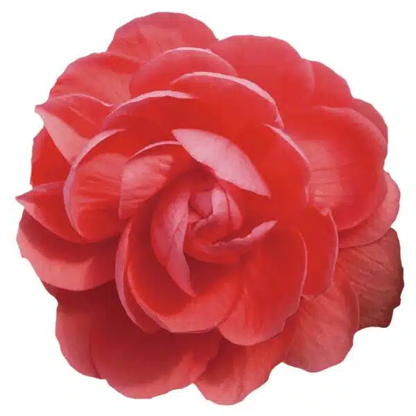 Begonia tuberhybrida F₁ Illumination® Salmon Pink - Afbeelding 3