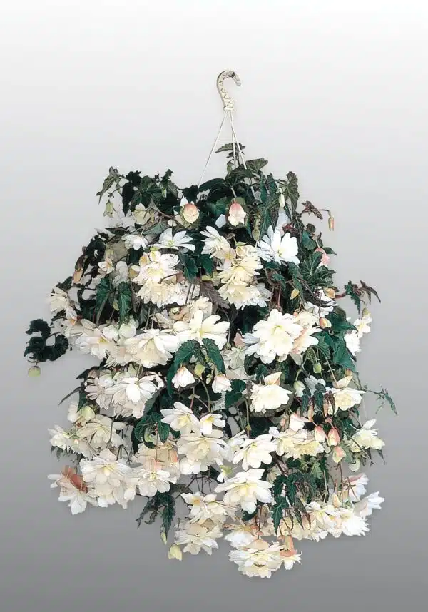 Bégonia tuberhybrida F₁ Illumination® Blanc