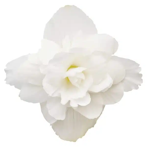 Begonia tuberhybrida F₁ Illumination® Blanc - Image 2