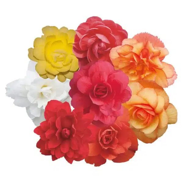 Mélange Begonia tuberhybrida F₁ Illumination®