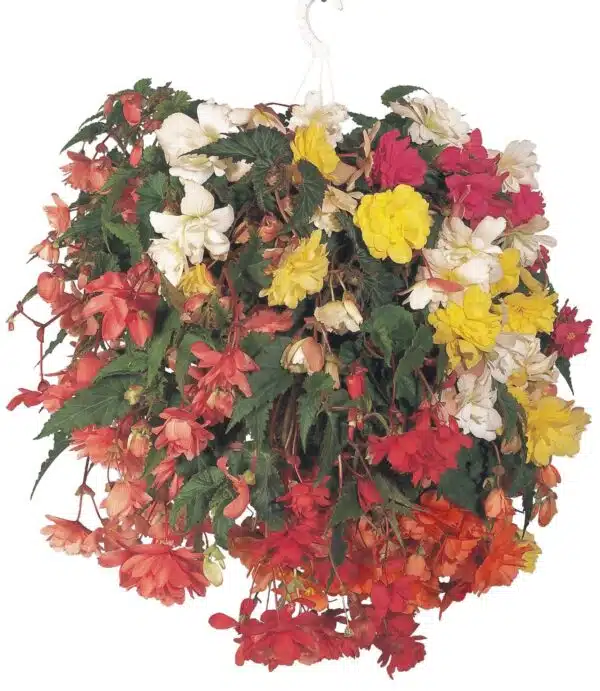 Mélange Begonia tuberhybrida F₁ Illumination® - Image 2