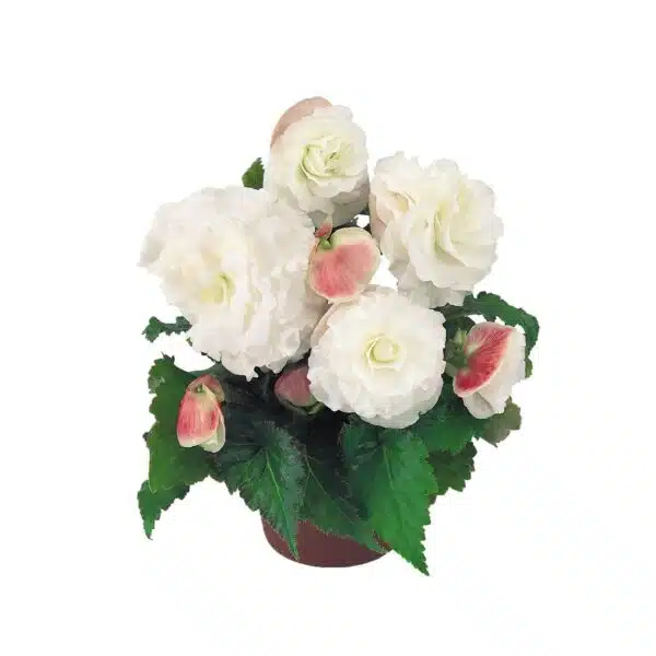 Bégonia tuberhybrida F₁ Nonstop® Appleblossom