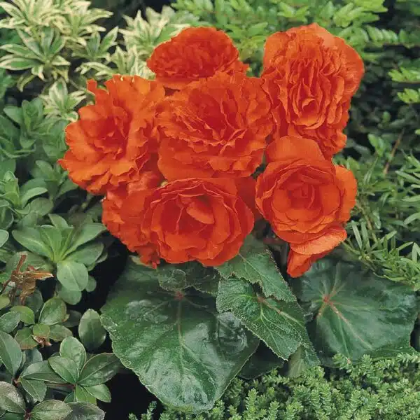 Begonia tuberhybrida F₁ Nonstop® Orange - Immagine 3