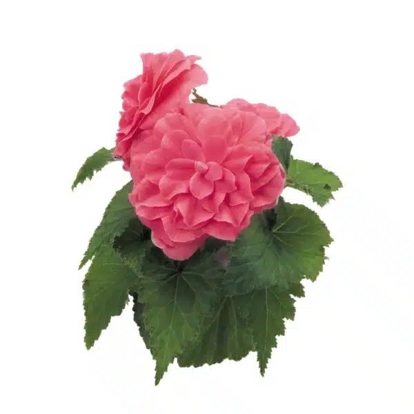 Bégonia tuberhybrida F₁ Nonstop® Rose