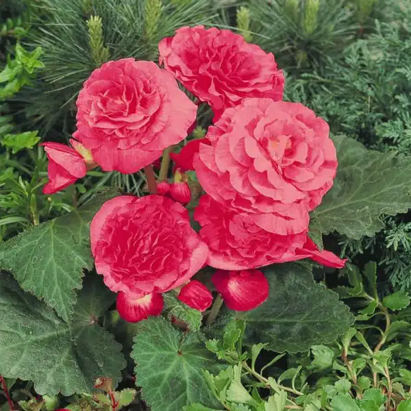 Bégonia tuberhybrida F₁ Nonstop® Rose - Image 3