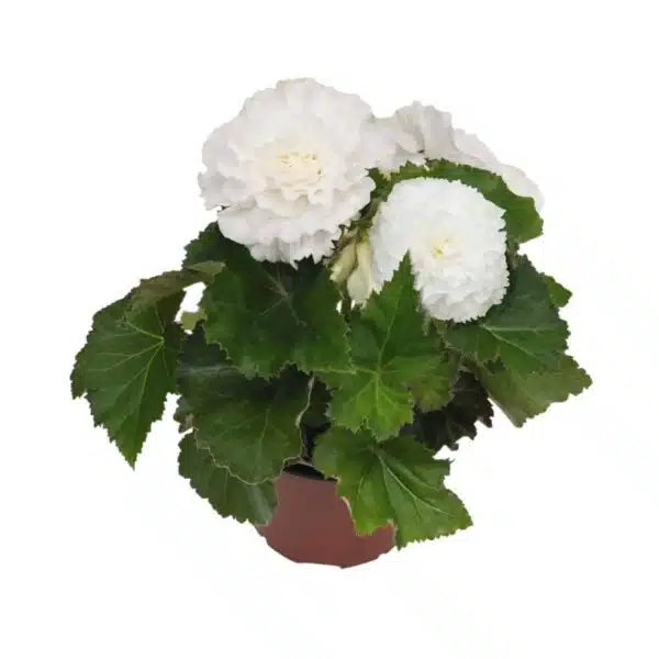 Bégonia tuberhybrida F₁ Nonstop® Blanc