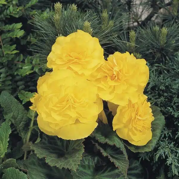 Begonia tuberhybrida F₁ Nonstop® Jaune - Image 4