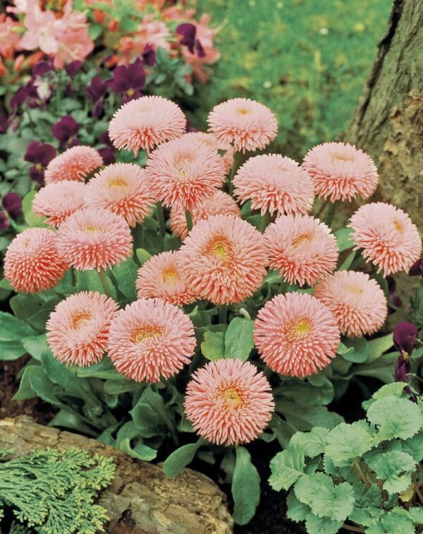 Bellis perennis Robella - малюнак 2