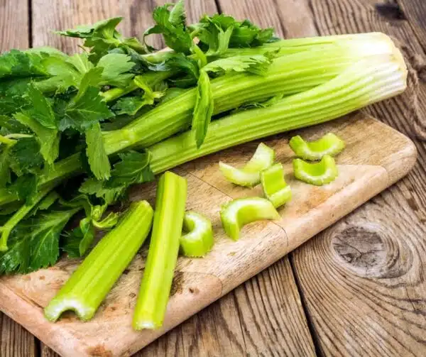 Apium graveolens var. dulce (Celery) Victoria F1