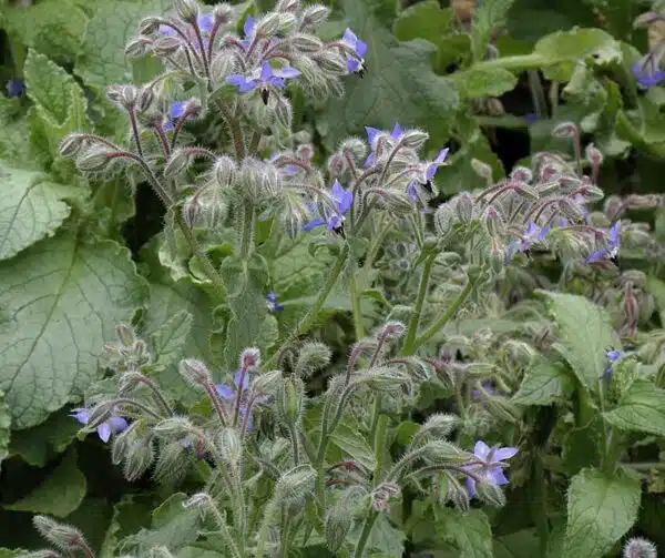Бурачнік лекавы (Burago officinalis) БІЯ