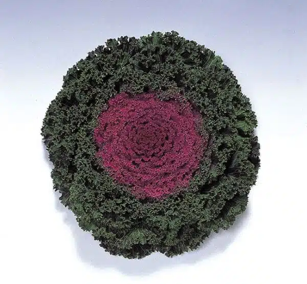 Brassica oleracea F1 Kamome Rouge