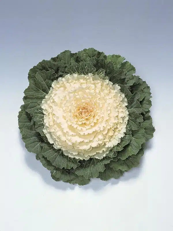 Brassica oleracea F1 Pigeon Blanc