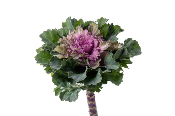 Brassica oleracea F1 Empire Katinka