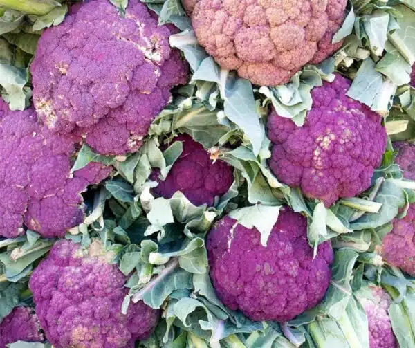 Brassica oleracea (Cavolfiore) Violetto Di Sicilia