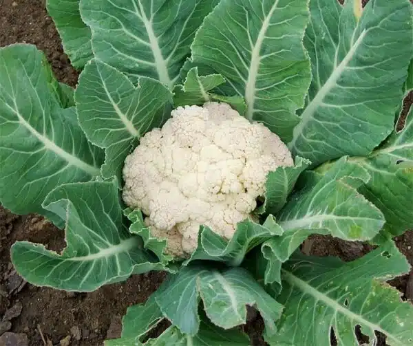 Каляровая капуста (Brassica oleracea) Flora Blanca BIO - Выява 2