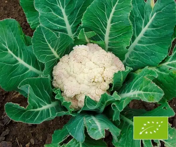 Каляровая капуста (Brassica oleracea) Flora Blanca BIO