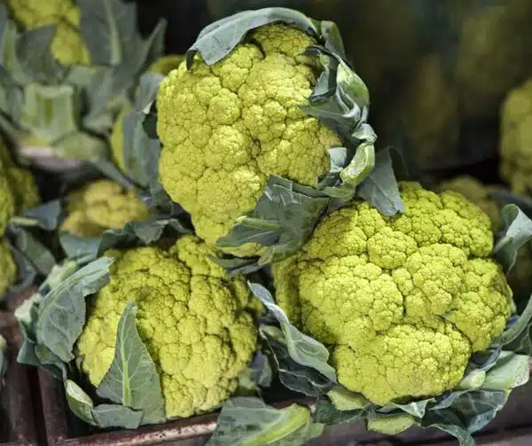 Brassica oleracea (Cauliflower) Verde di Macerata