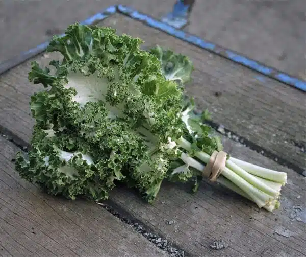Brassica oleracea (Collard) Emerald Ice