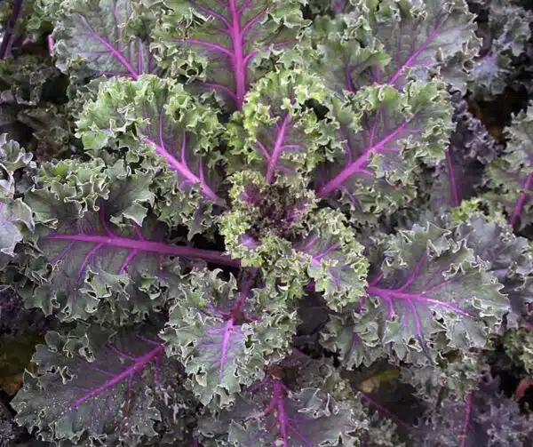 Brassica oleracea (Collard) Midnight Sun