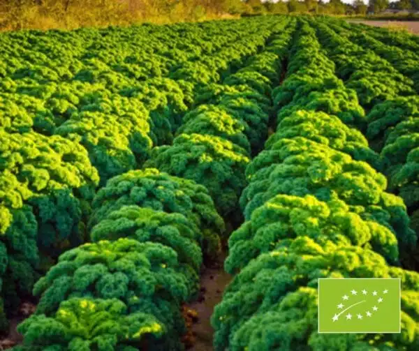 Brassica oleracea (Curly kale) Westlandse Winter BIO