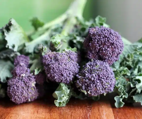 Brassica oleracea (Broccoli) Burgundy F1
