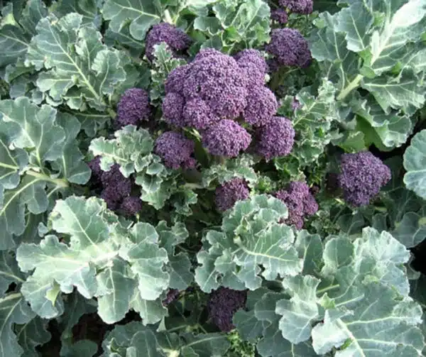 Brassica oleracea (Broccoli) Burgundy F1 - Afbeelding 2