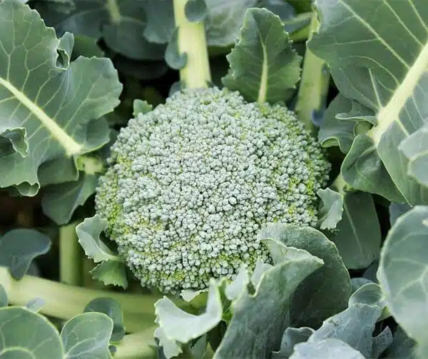 Brassica oleracea (Broccoli) Limba