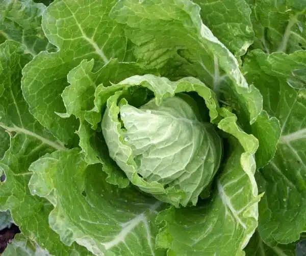 Brassica oleracea (Savojkål) Bloemendaalse Gele BIO - Bild 4