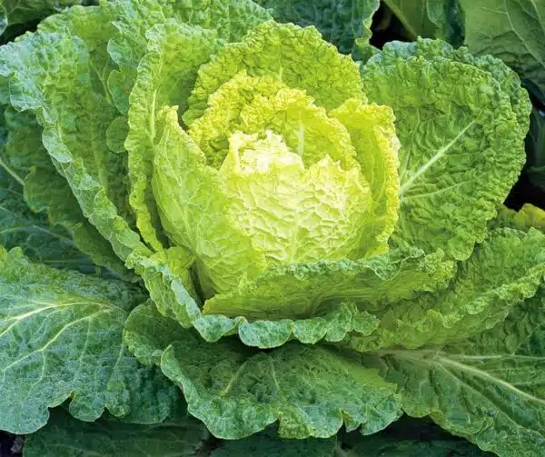 Brassica oleracea (Savojkål) Bloemendaalse Gele BIO - Bild 3