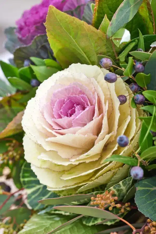 Brassica oleracea F1 Condor White - Afbeelding 3