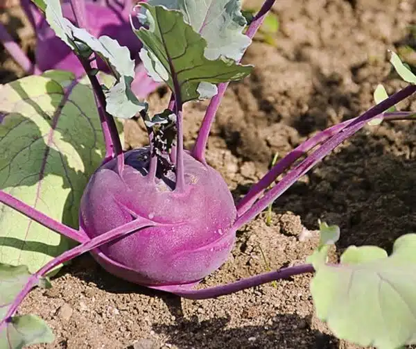 Brassica oleracea (Kohlrabi) Ametyst F1
