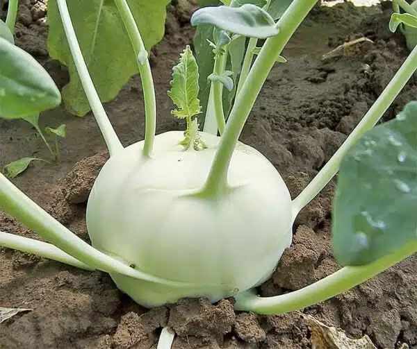 Brassica oleracea (Kohlrabi) Kref F1