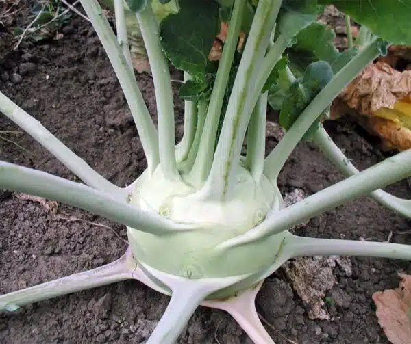 Brassica oleracea (Cavolo rapa) Superschmelz BIO - Immagine 3