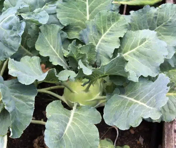 Brassica oleracea (Cavolo rapa) Superschmelz BIO - Immagine 2