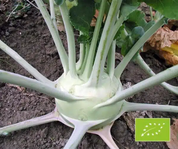 Brassica oleracea (Cavolo rapa) Superschmelz BIO