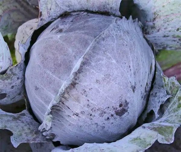 Чырвоная капуста (Brassica oleracea) Langedijker Save 2 BIO - Выява 2