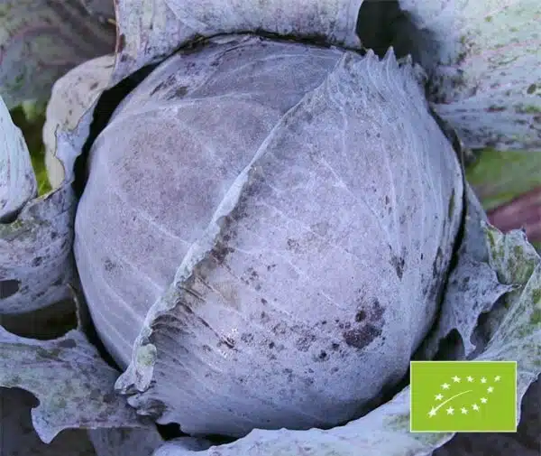 Чырвоная капуста (Brassica oleracea) Langedijker Save 2 BIO