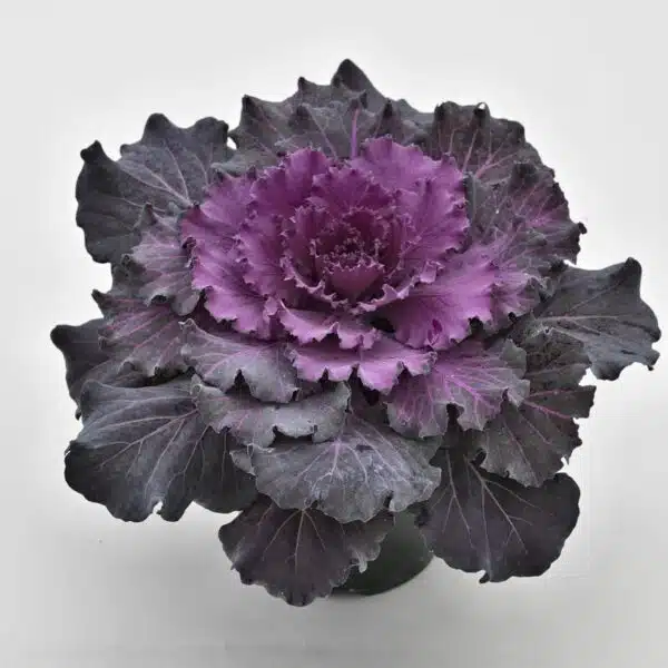 Brassica oleracea F1 Osaka Red