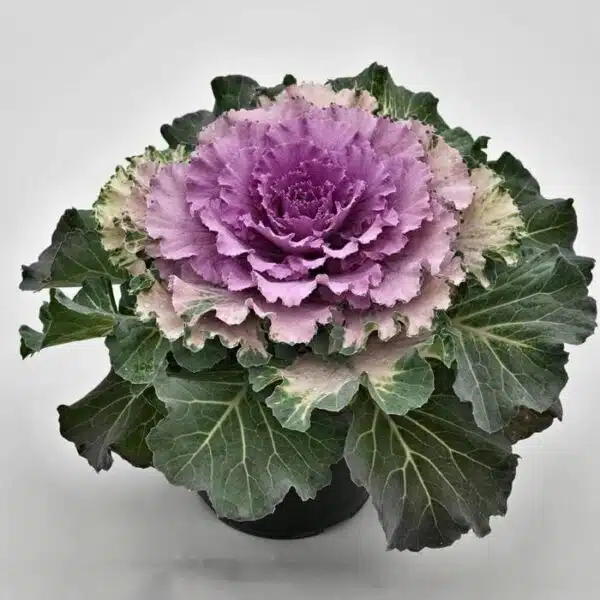 Brassica oleracea F1 Osaka Rose