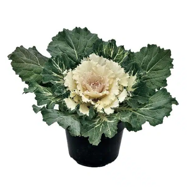 Brassica oleracea F1 Osaka White