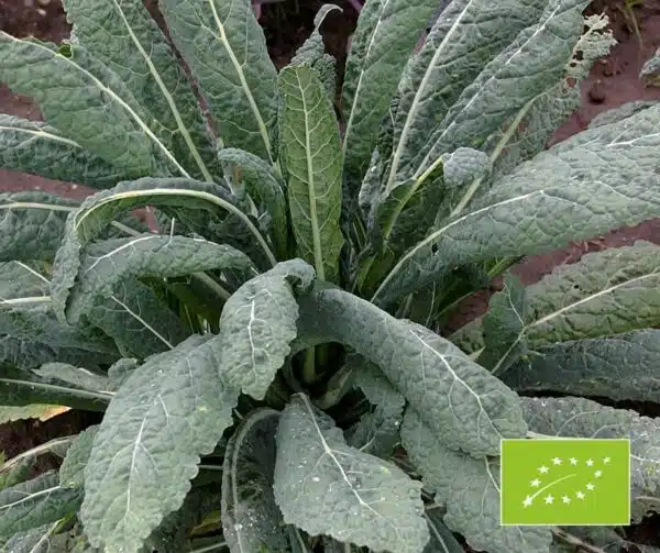 Brassica oleracea (Palmier nu) Nero di Toscana BIO