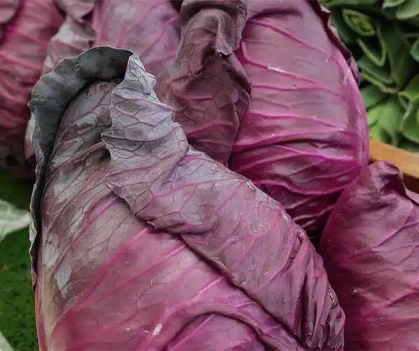 Brassica oleracea (Red cabbage) Kalibos - Afbeelding 2
