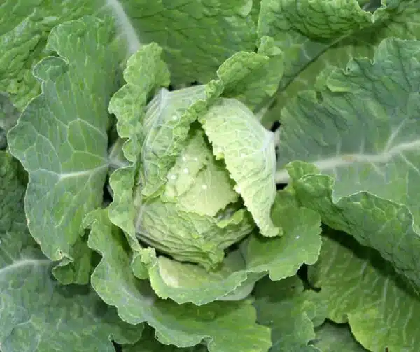 Brassica oleracea (Savojkål) Bloemendaalse Gele BIO - Bild 2