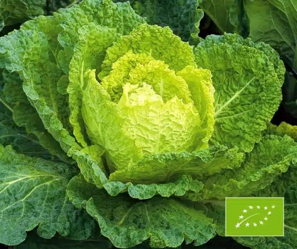 Brassica oleracea (Savojkål) Bloemendaalse Gele BIO