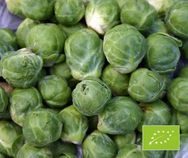 Капуста брусельская (Brassica oleracea) Гронінгер БІЯ