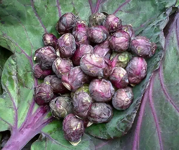 Brassica oleracea (Brussels sprout) Red Ball