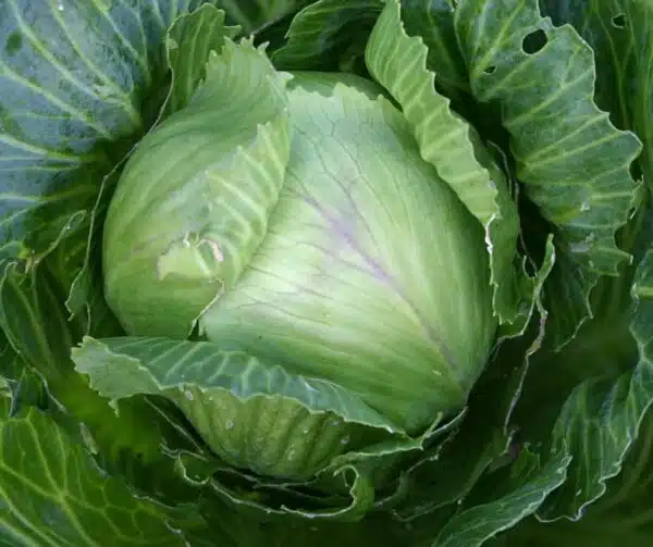 Brassica oleracea (White cabbage) Langedijker Save