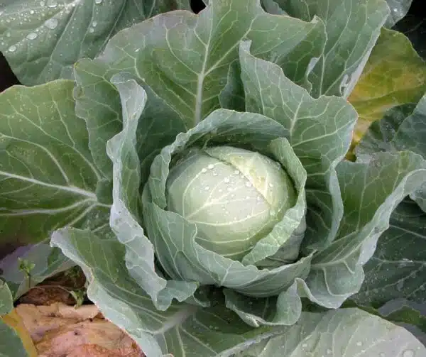 Капуста белакачанная (Brassica oleracea) Зора